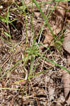 Great plains flatsedge